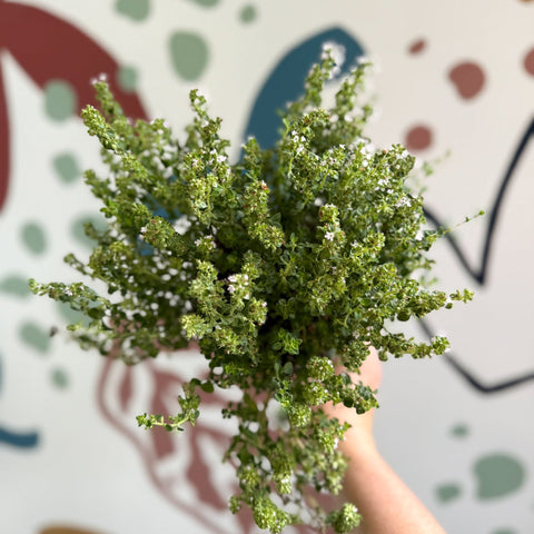 Thymus citriodorus 'Silver Queen' - Lemon Thyme - Sprouts of Bristol