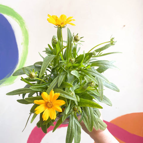 Coreopsis grandiflora 'Single Gold' [British Grown Herbaceous Perennia ...