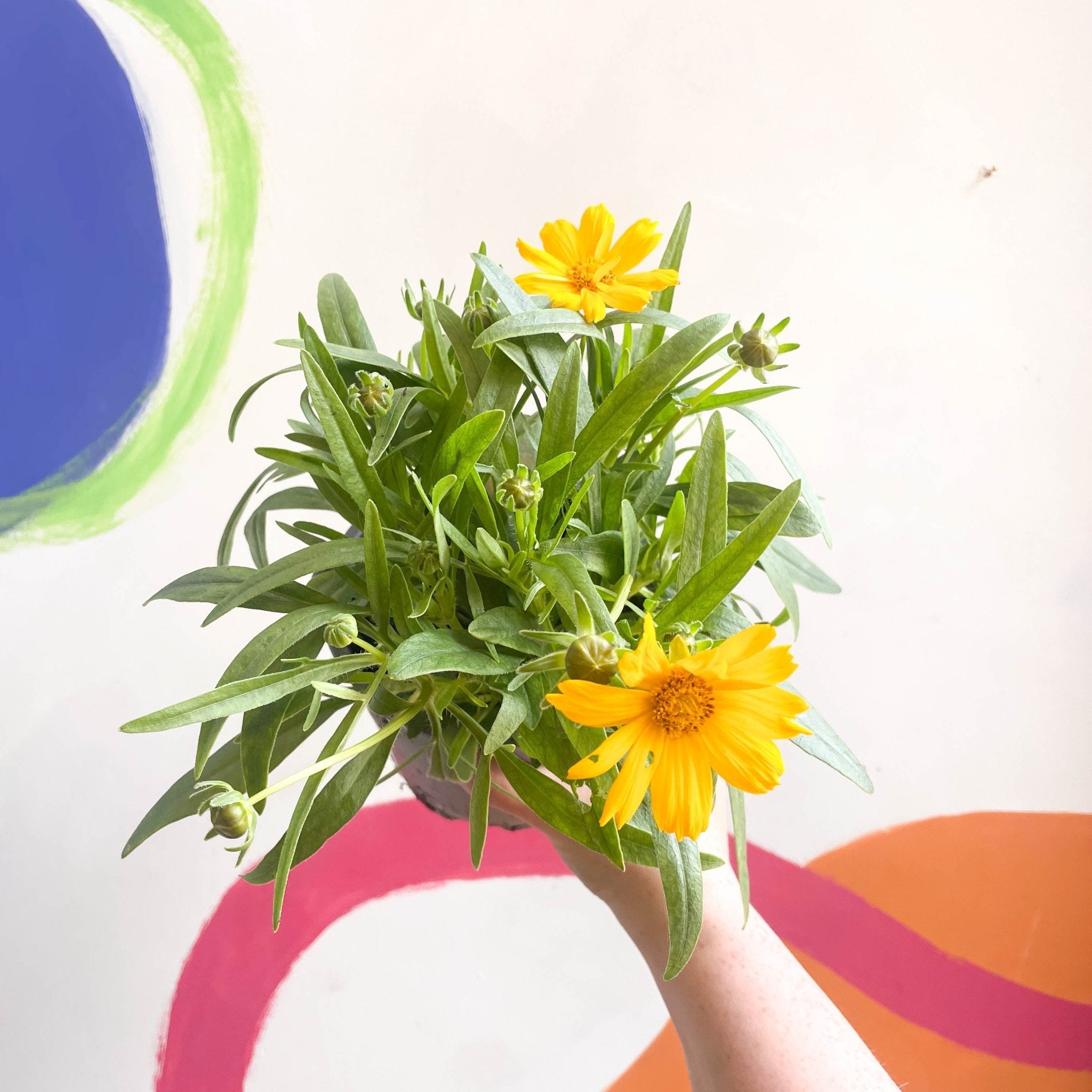 Coreopsis grandiflora 'Single Gold' [British Grown Herbaceous Perennia ...