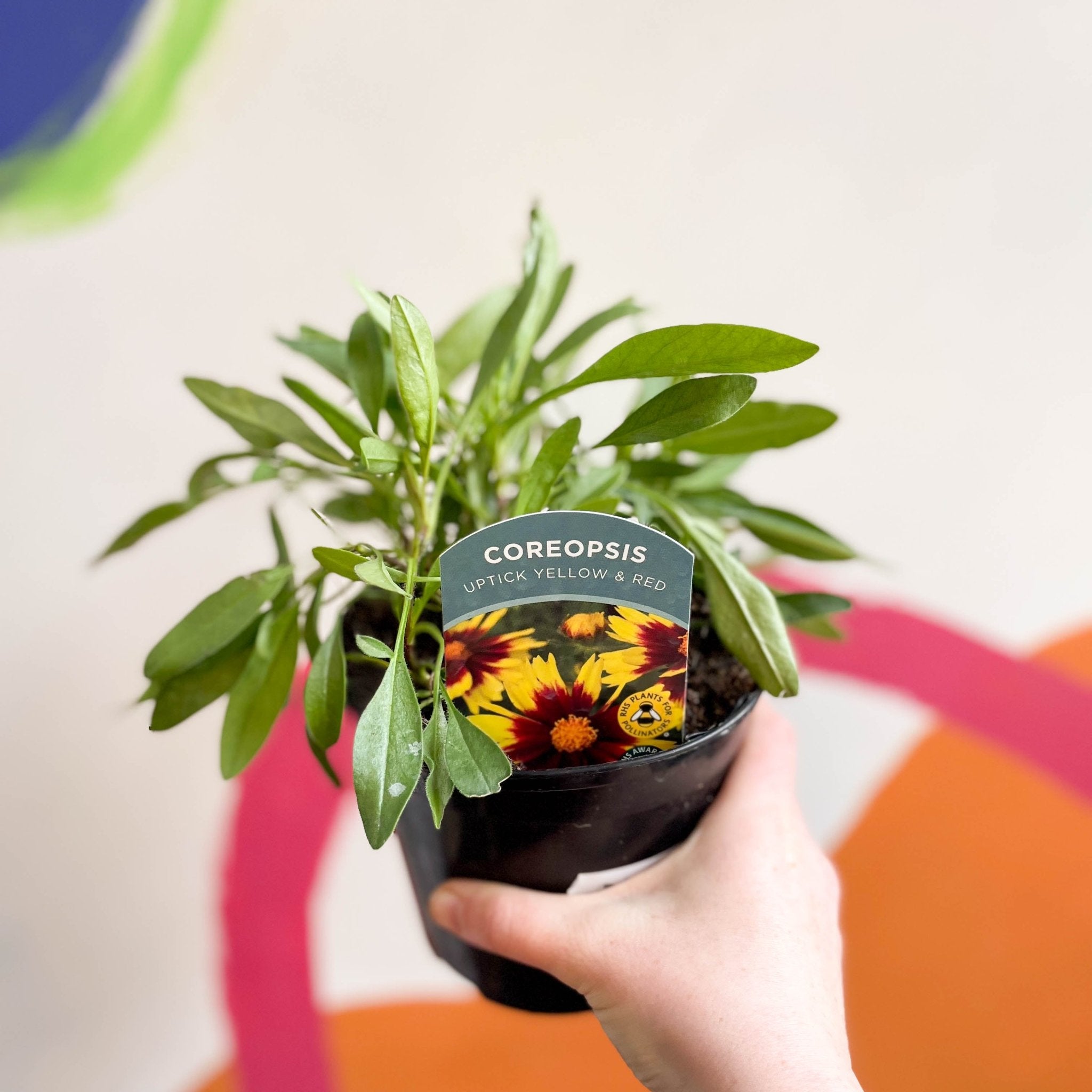 Coreopsis 'Uptick Yellow & Red' - Tickseed - UK Grown – Sprouts of Bristol