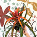 Tillandsia capitata 'Hermosa' - Flaming Sword Bromeliad - Sprouts of Bristol