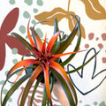 Tillandsia capitata 'Hermosa' - Flaming Sword Bromeliad - Sprouts of Bristol