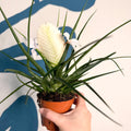 Tillandsia cyanea ‘Biancini’ - White Quill Plant - Sprouts of Bristol