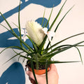 Tillandsia cyanea ‘Biancini’ - White Quill Plant - Sprouts of Bristol