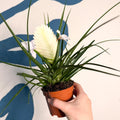 Tillandsia cyanea ‘Biancini’ - White Quill Plant - Sprouts of Bristol