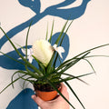 Tillandsia cyanea ‘Biancini’ - White Quill Plant - Sprouts of Bristol