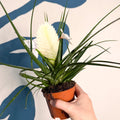 Tillandsia cyanea ‘Biancini’ - White Quill Plant - Sprouts of Bristol
