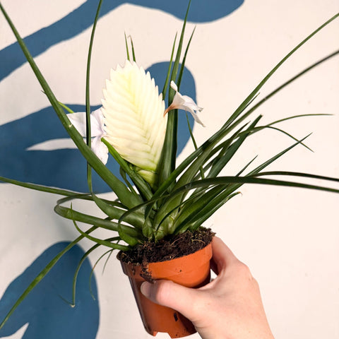 Tillandsia cyanea ‘Biancini’ - White Quill Plant - Sprouts of Bristol
