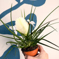 Tillandsia cyanea ‘Biancini’ - White Quill Plant - Sprouts of Bristol
