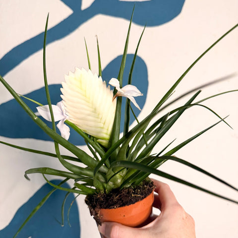 Tillandsia cyanea ‘Biancini’ - White Quill Plant - Sprouts of Bristol