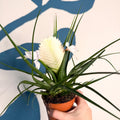 Tillandsia cyanea ‘Biancini’ - White Quill Plant - Sprouts of Bristol