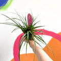 Tillandsia cyanea - Pink Quill Plant - Sprouts of Bristol