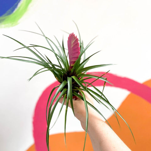 Tillandsia cyanea - Pink Quill Plant - Sprouts of Bristol