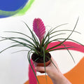 Tillandsia cyanea - Pink Quill Plant - Sprouts of Bristol