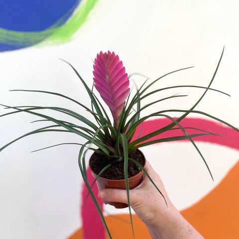 Tillandsia cyanea - Pink Quill Plant - Sprouts of Bristol