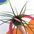 Tillandsia cyanea - Pink Quill Plant - Sprouts of Bristol