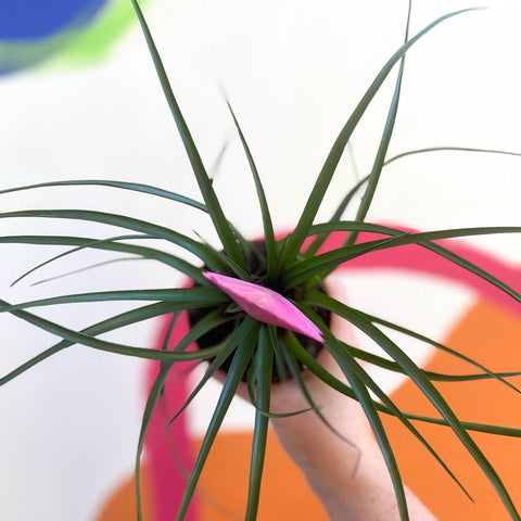 Tillandsia cyanea - Pink Quill Plant - Sprouts of Bristol