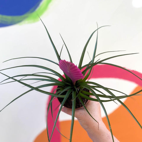 Tillandsia cyanea - Pink Quill Plant - Sprouts of Bristol