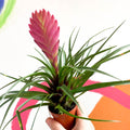 Tillandsia cyanea - Pink Quill Plant - Sprouts of Bristol