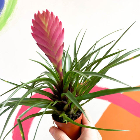 Tillandsia cyanea - Pink Quill Plant - Sprouts of Bristol