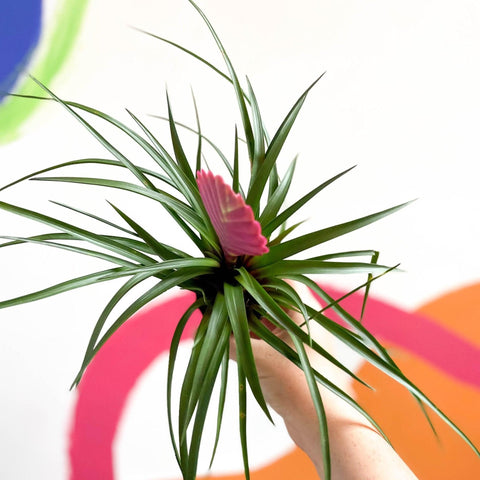 Tillandsia cyanea - Pink Quill Plant - Sprouts of Bristol