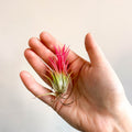 Tillandsia Ionantha 'Fuego' - Pink Air Plant - Sprouts of Bristol