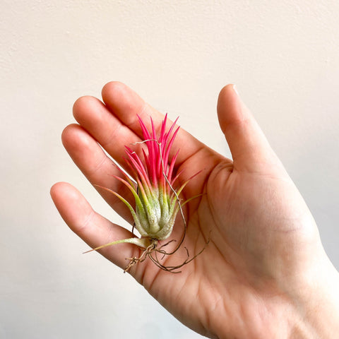 Tillandsia Ionantha 'Fuego' - Pink Air Plant - Sprouts of Bristol