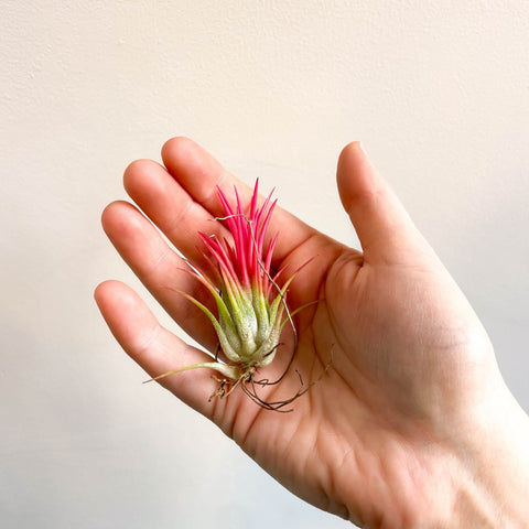 Tillandsia Ionantha 'Fuego' - Pink Air Plant - Sprouts of Bristol