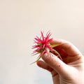 Tillandsia Ionantha 'Fuego' - Pink Air Plant - Sprouts of Bristol