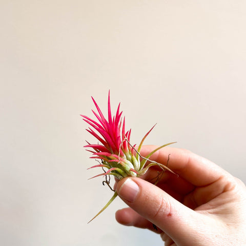 Tillandsia Ionantha 'Fuego' - Pink Air Plant - Sprouts of Bristol