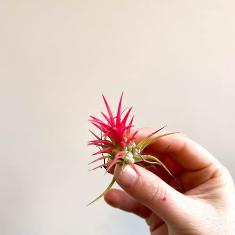 Tillandsia Ionantha 'Fuego' - Pink Air Plant - Sprouts of Bristol