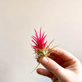 Tillandsia Ionantha 'Fuego' - Pink Air Plant - Sprouts of Bristol