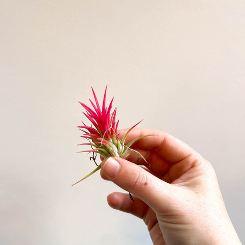 Tillandsia Ionantha 'Fuego' - Pink Air Plant - Sprouts of Bristol