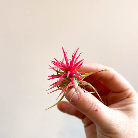 Tillandsia Ionantha 'Fuego' - Pink Air Plant - Sprouts of Bristol