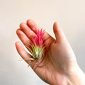 Tillandsia Ionantha 'Fuego' - Pink Air Plant - Sprouts of Bristol