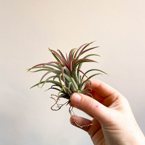 Tillandsia ionantha rubra - Red Air Plant - Sprouts of Bristol