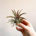 Tillandsia ionantha rubra - Red Air Plant - Sprouts of Bristol