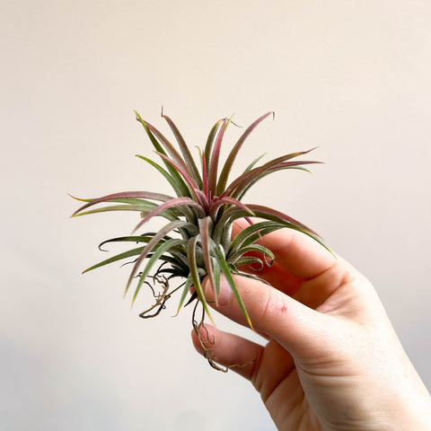 Tillandsia ionantha rubra - Red Air Plant - Sprouts of Bristol