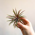 Tillandsia ionantha rubra - Red Air Plant - Sprouts of Bristol