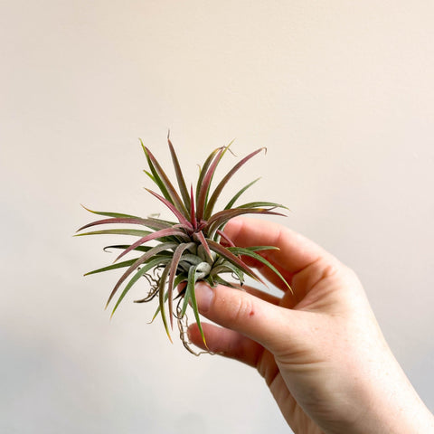 Tillandsia ionantha rubra - Red Air Plant - Sprouts of Bristol