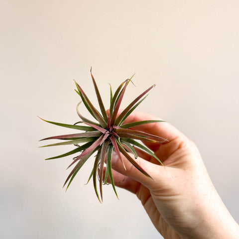 air plant rubra Tillandsia ionantha 'Rubra'