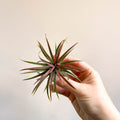 Tillandsia ionantha rubra - Red Air Plant - Sprouts of Bristol