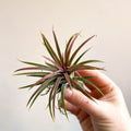 Tillandsia ionantha rubra - Red Air Plant - Sprouts of Bristol