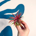 Tillandsia ionantha 'Rubra' - Red Air Plant - Sprouts of Bristol