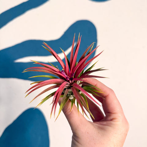 Tillandsia ionantha 'Rubra' - Red Air Plant - Sprouts of Bristol