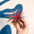 Tillandsia ionantha 'Rubra' - Red Air Plant - Sprouts of Bristol