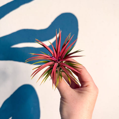 Tillandsia ionantha 'Rubra' - Red Air Plant - Sprouts of Bristol