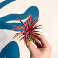 Tillandsia ionantha 'Rubra' - Red Air Plant - Sprouts of Bristol