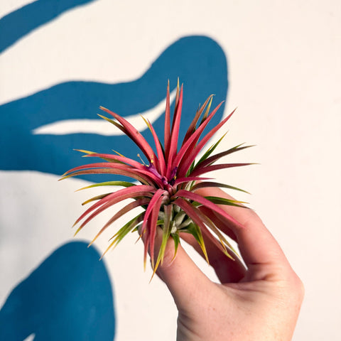 Tillandsia ionantha 'Rubra' - Red Air Plant - Sprouts of Bristol
