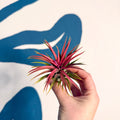 Tillandsia ionantha 'Rubra' - Red Air Plant - Sprouts of Bristol